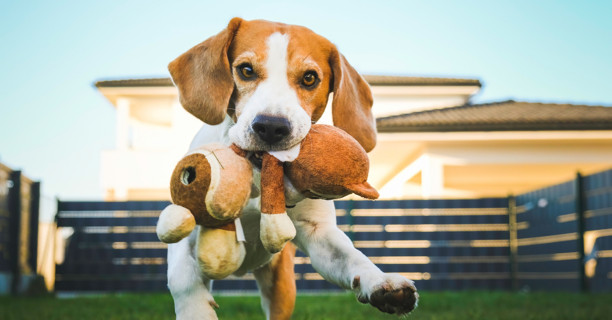 Wholesale Pet Items