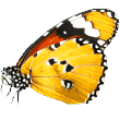 https://www.scarfell.com.hk/wp-content/uploads/2019/08/butterfly.png